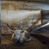 calfbarn-m