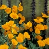 00097_s_11agqaxsjg0409