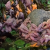 tide-pool-1-1