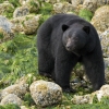 bear3