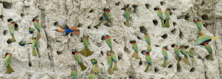 Red throated Bee Eaters