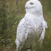 Snowy owl 2-0527
