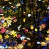 fall water leaves
