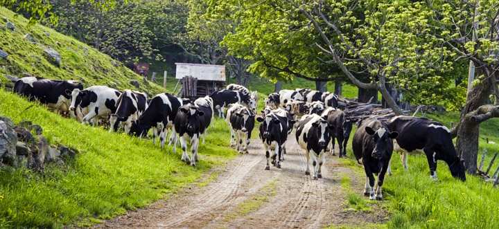 cows returning