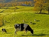 backlit-cow-scene