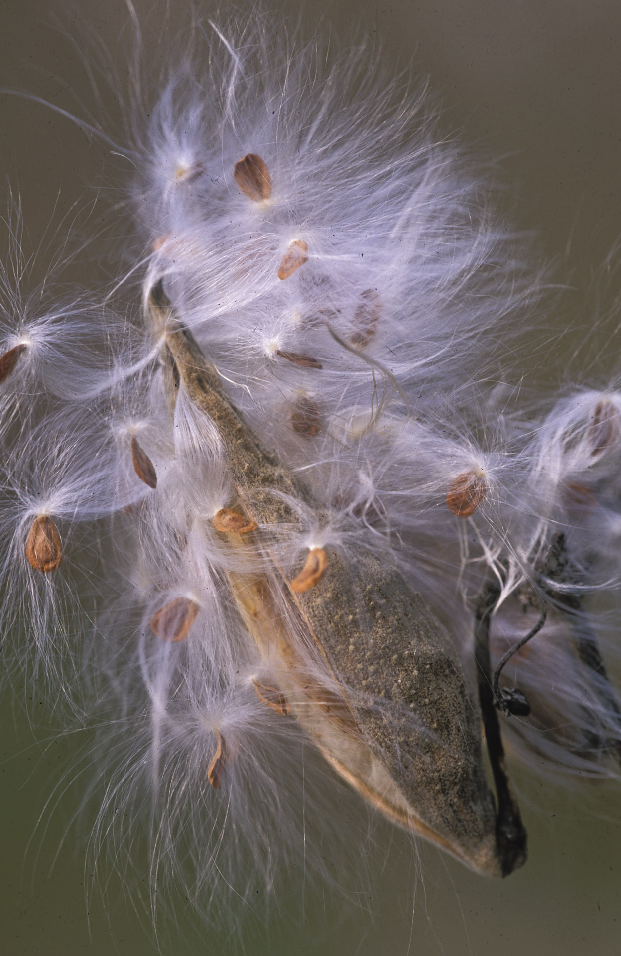 fall-milkweed