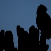 Eagle Owl at twilight