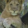 Juvenile Lion in Ishasha