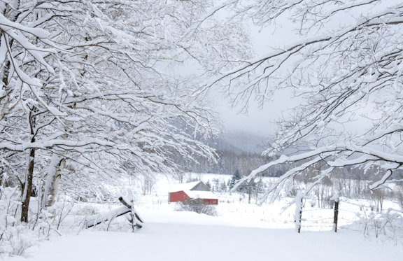 snowy-heifer-barn