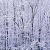 winter-forest-edge