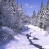 winter-moose-river