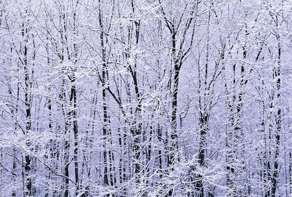 winter-forest-edge
