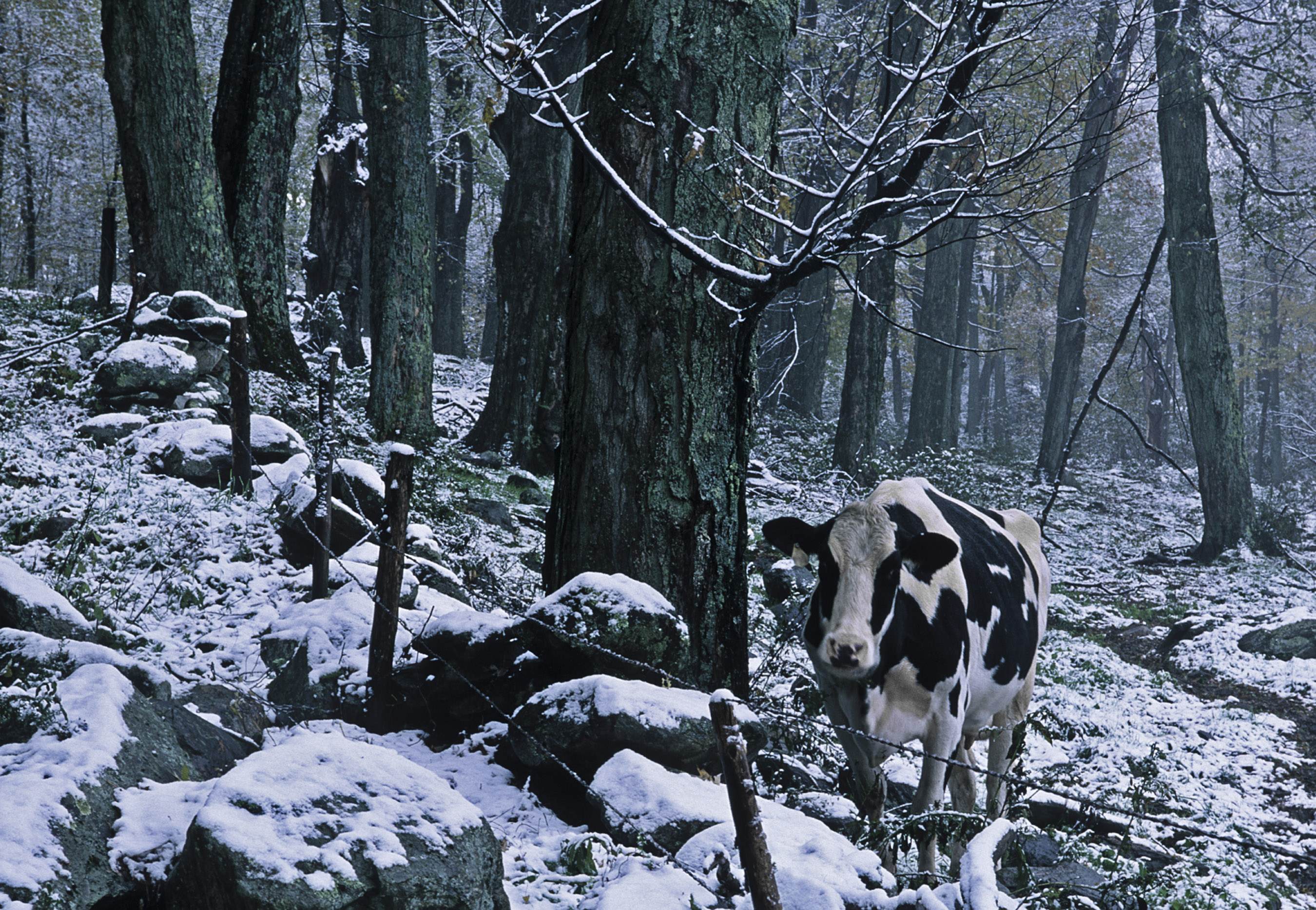 1-cow-in-snow