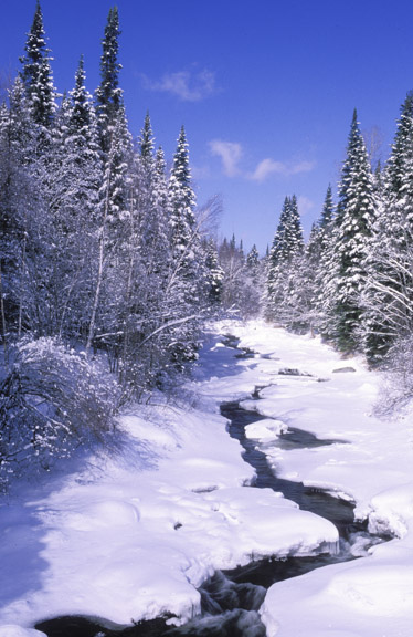 winter-moose-river