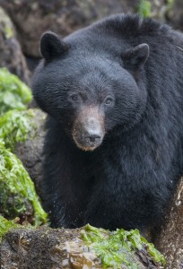 Vancouver Is. black bear head