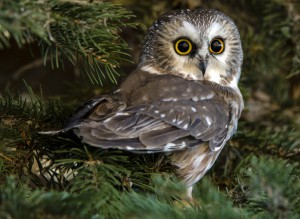 sawhet owl