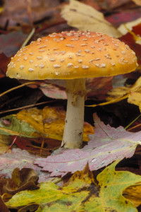 fall mushroom