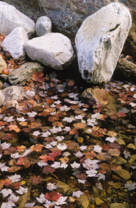 fall leaves water